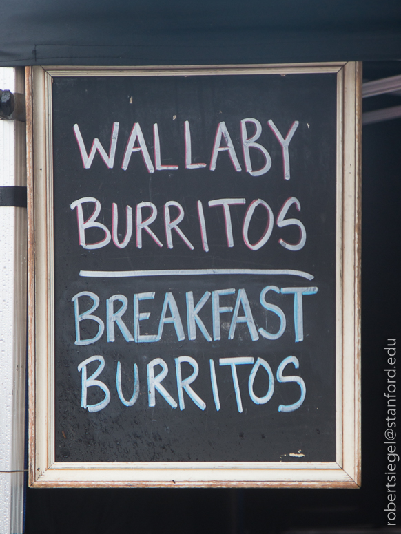 wallaby eating